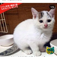 猫の譲渡会 本日開催のご案内