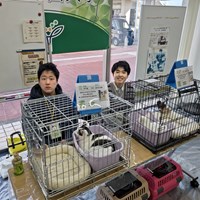 保護猫譲渡会のご報告