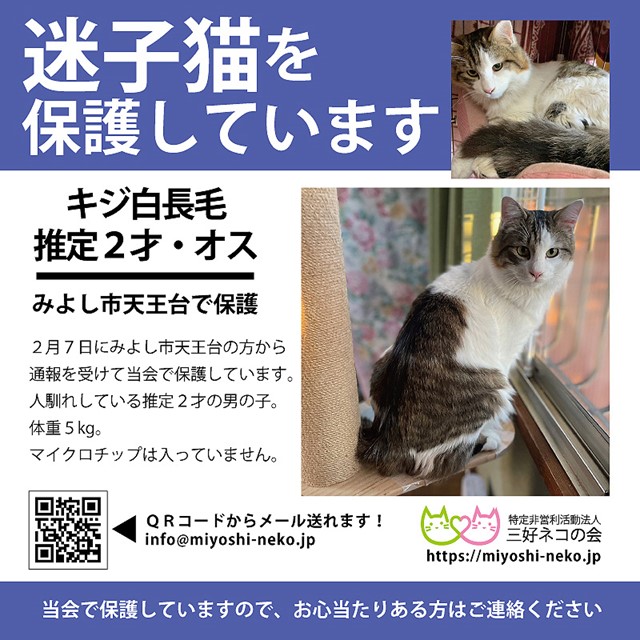 迷子猫！情報拡散・情報提供お願いします！