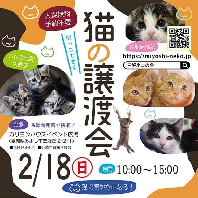  猫の譲渡会報告