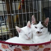 正式譲渡決定！保護猫ヒメとヒコ兄妹♡