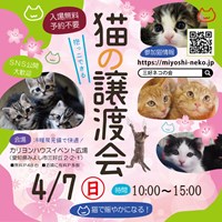 猫の譲渡会のご案内