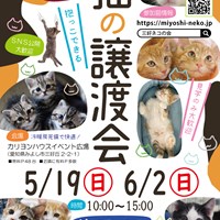 猫の譲渡会のご案内