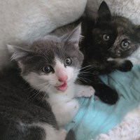 保護猫活動報告