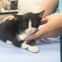 保護猫活動報告