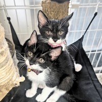 7/7三好ネコの会主催　保護猫譲渡会