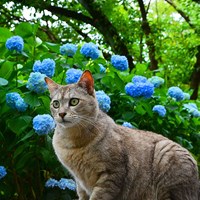 飼い猫も保護猫も外猫も命の重さは同じ