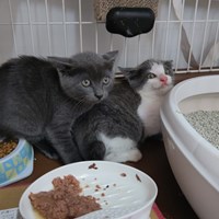 保護猫活動報告