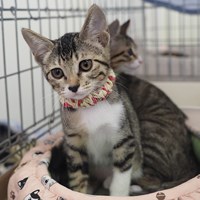 7/21猫の譲渡会