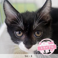 猫の譲渡会のご報告