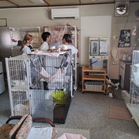 学生インターン保護猫ボランティア体験