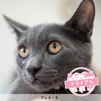 猫の譲渡会結果報告