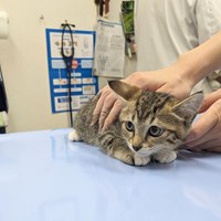 保護猫続々受入中