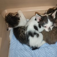 保護猫活動報告