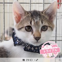 9/15猫の譲渡会結果報告