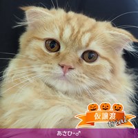 猫の譲渡会(10/6開催)のご報告