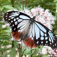 あいち池 アサギマダラの楽園