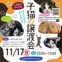 11月保護猫の譲渡会のご案内