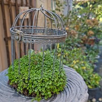 Bluamoon Cottageガーデン