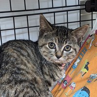 保護猫活動報告