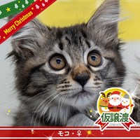 保護猫譲渡会 結果ご報告