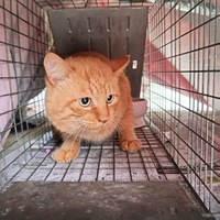 保護猫活動報告