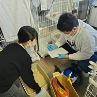 保護猫シェルター 飼育体験