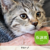 2/16猫の譲渡会の結果報告