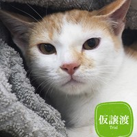 猫の譲渡会ご報告