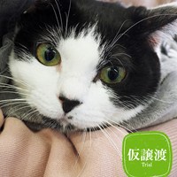 3/16猫の譲渡会ご報告