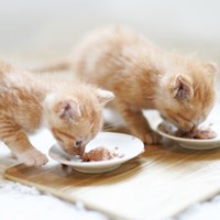 もったいないを保護猫に！