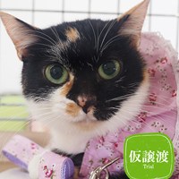 4/6保護猫譲渡会のご報告