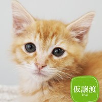 4/20(日)猫の譲渡会結果報告