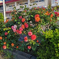 防災対策(震災対策)等打合せ
