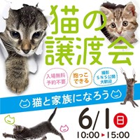 6/1猫の譲渡会のご案内