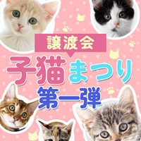 6/18猫の譲渡会のご案内