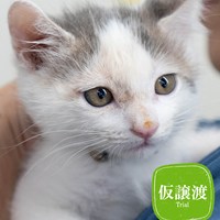 6/15(日)開催　子猫まつり速報