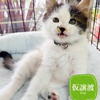 6/29【臨時】猫の譲渡会結果報告
