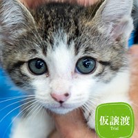 7/6猫の譲渡会 結果ご報告