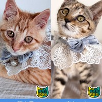 7/20子猫の譲渡会のご案内
