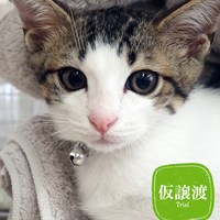 7/27猫の譲渡会ご報告