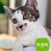 8/3子猫の譲渡会のご報告