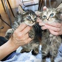 保護猫活動報告　新たに2匹の子猫がきまし