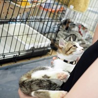 猫の譲渡会開催