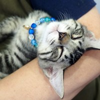 8/17猫の譲渡会 結果報告