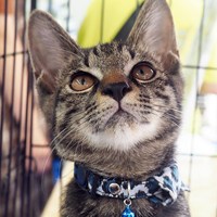 猫の譲渡会のご案内