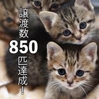 猫の譲渡数（里親決定数）850匹達成！！