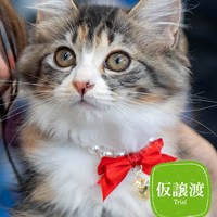 9/7猫の譲渡会 結果報告