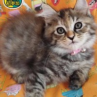 9/21(日)猫の譲渡会のお知らせ