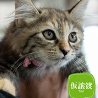 9/21猫の譲渡会 結果ご報告